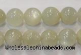 CMS314 15.5 inches 12mm round natural moonstone beads wholesale